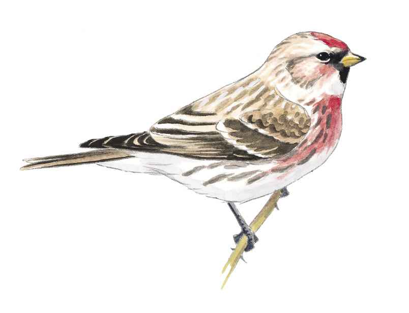 CommonRedpoll_AK.tif