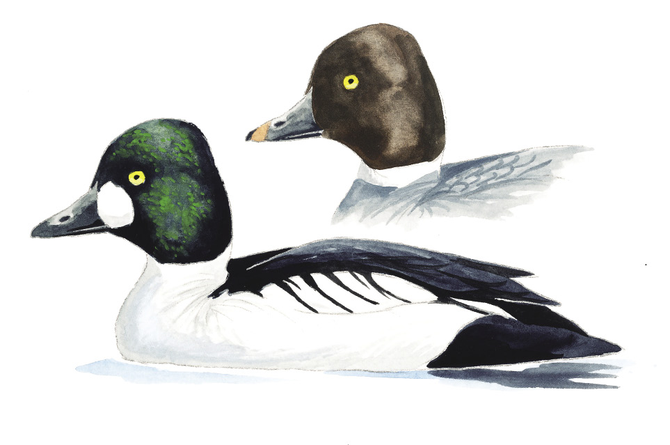 Common_Goldeneye.tif