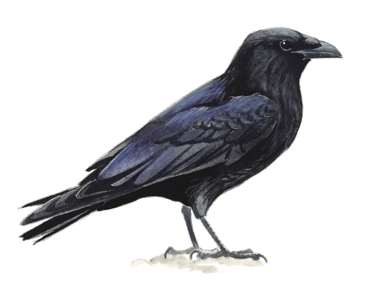 Common_Raven.tif