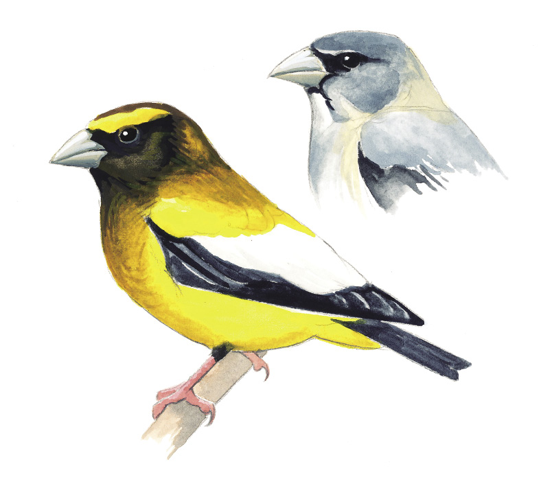 Evening_Grosbeak.tif