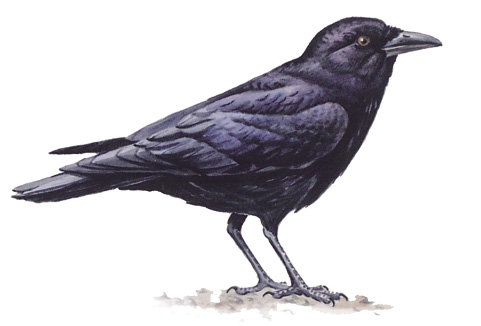 FL_American_Crow.tif