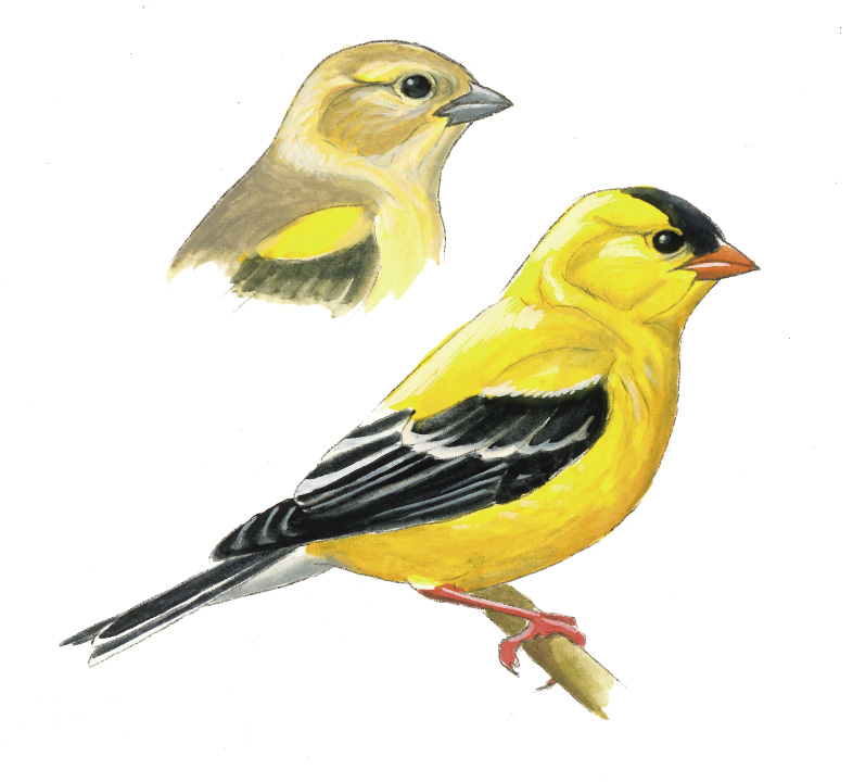 FL_American_Goldfinch.tif