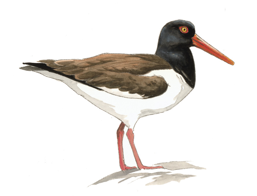 FL_American_Oystercatcher.tif