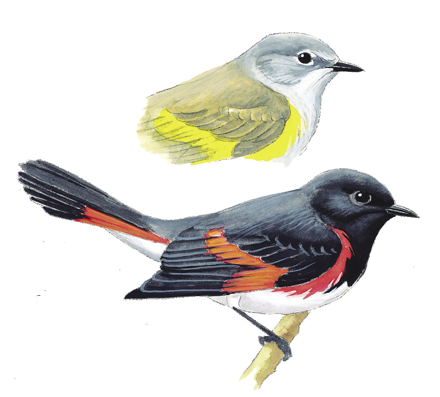 FL_American_Redstart.tif