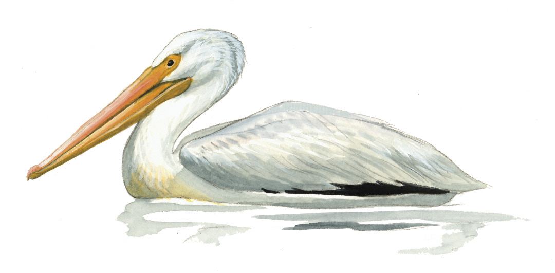 FL_American_White_Pelican.tif