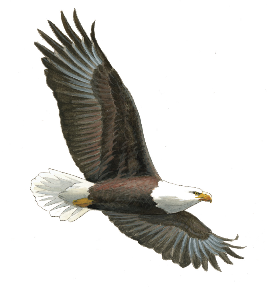 FL_Bald_Eagle.tif