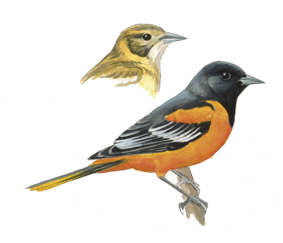 FL_Baltimore_Oriole.tif