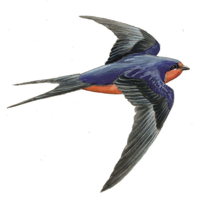 FL_Barn_Swallow.tif