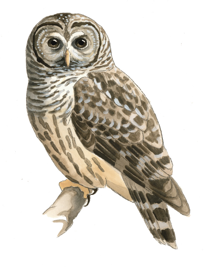 FL_Barred_Owl.tif