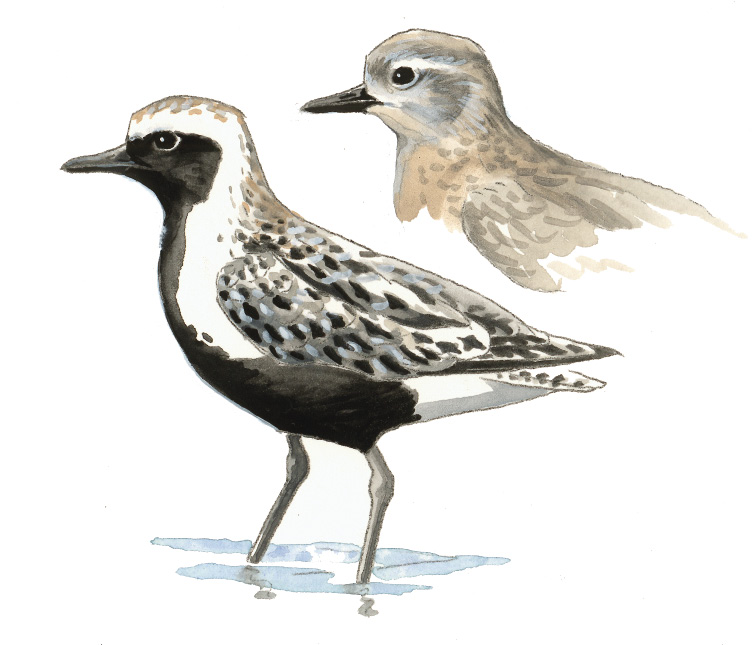 FL_Black-bellied_Plover.tif