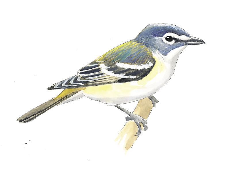 FL_Blue-headed_Vireo.tif