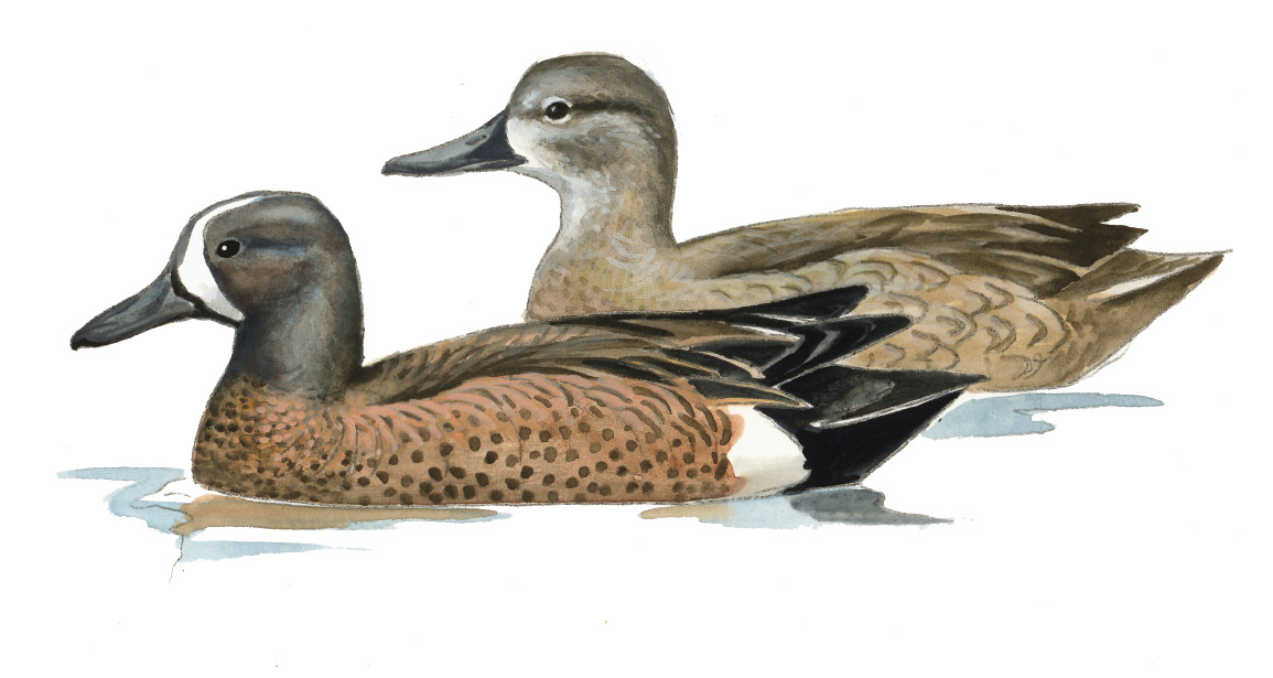 FL_Blue-winged_Teal.tif