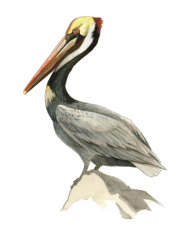 FL_Brown_Pelican.tif