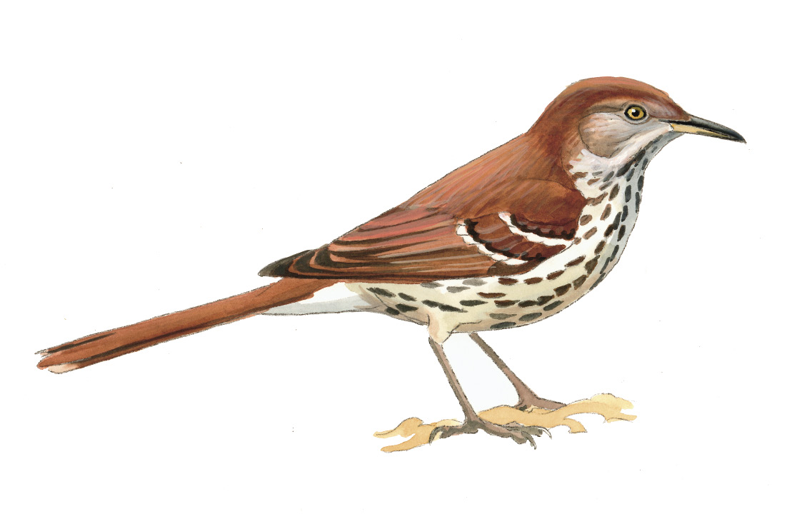 FL_Brown_Thrasher.tif