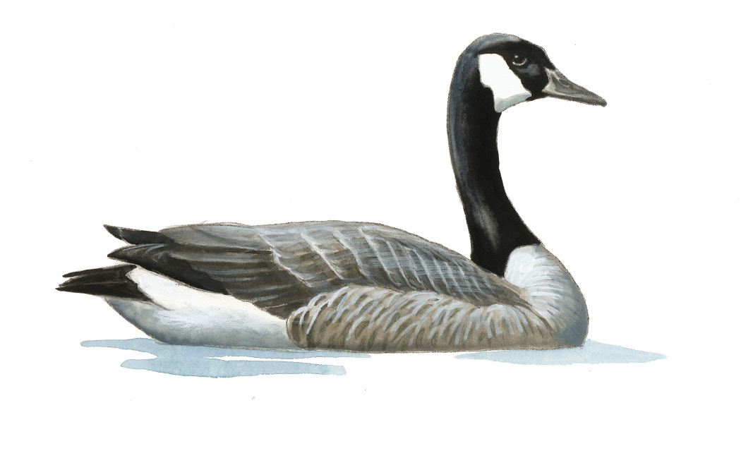 FL_Canada_Goose.tif