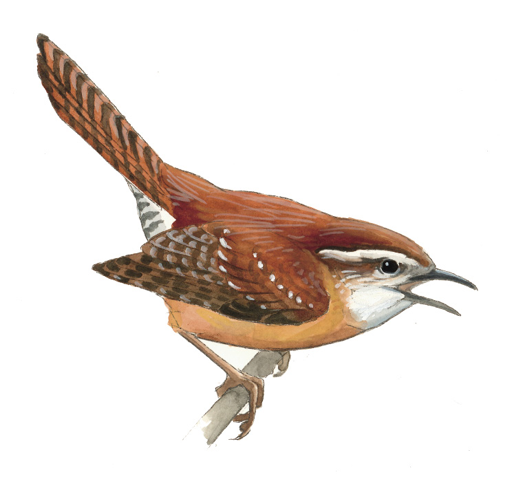 FL_Carolina_Wren.tif