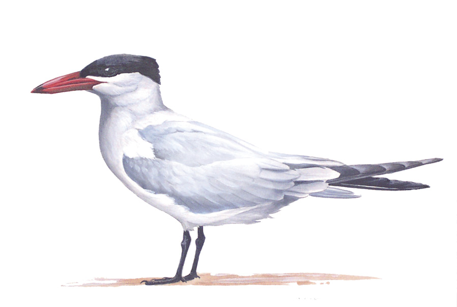 FL_Caspian_Tern_revised.tif