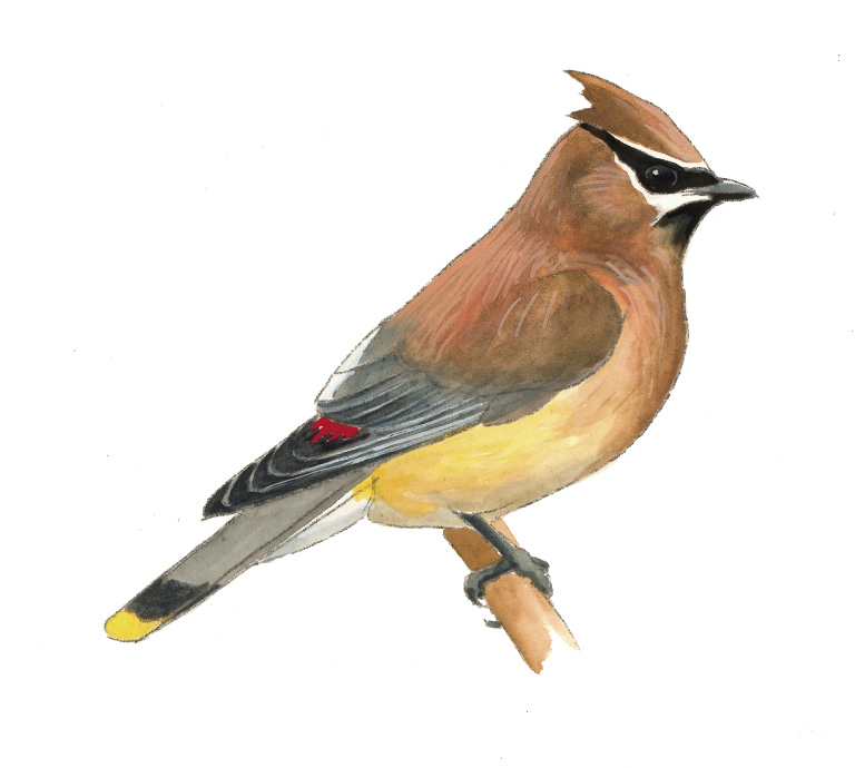 FL_Cedar_Waxwing.tif