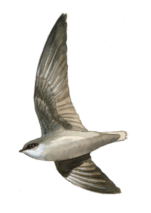 FL_Chimney_Swift.tif