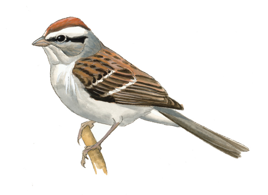 FL_Chipping_Sparrow.tif