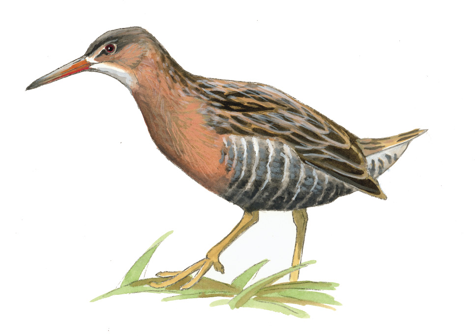 FL_Clapper_Rail.tif