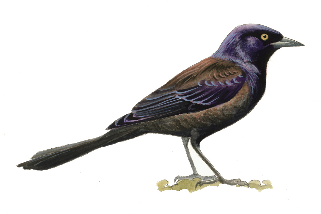 FL_Common_Grackle.tif