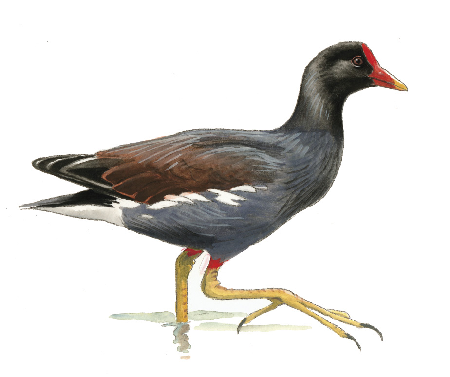 FL_Common_Moorhen.tif