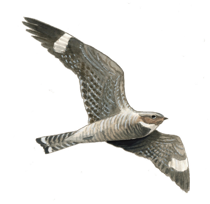 FL_Common_Nighthawk.tif