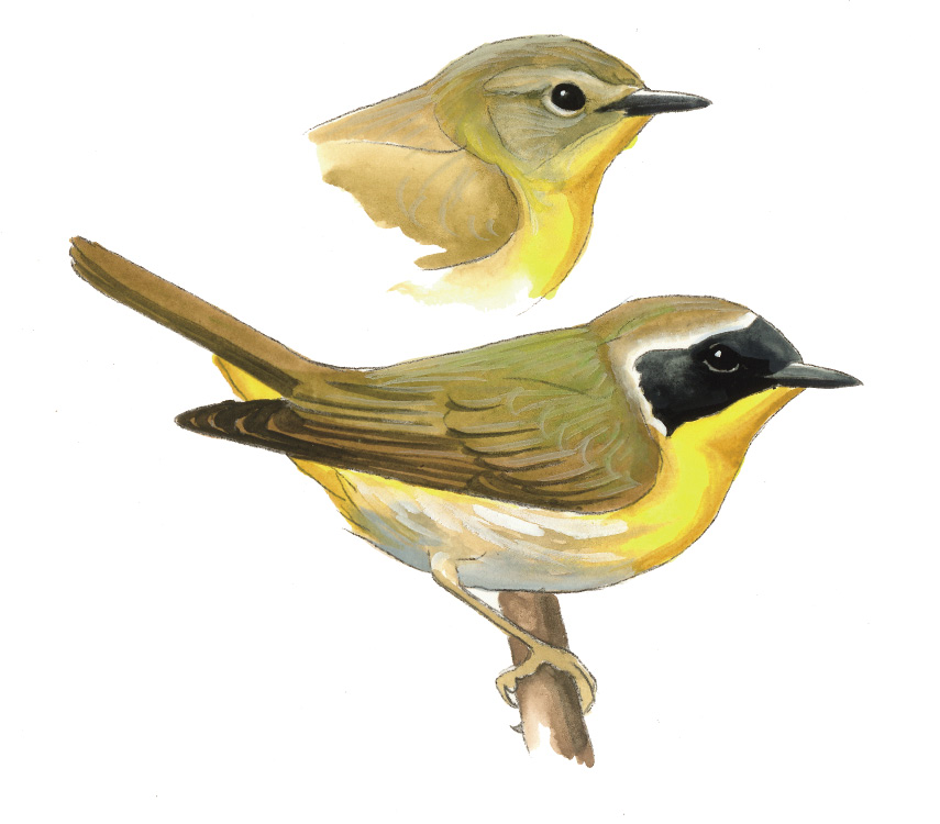 FL_Common_Yellowthroat.tif