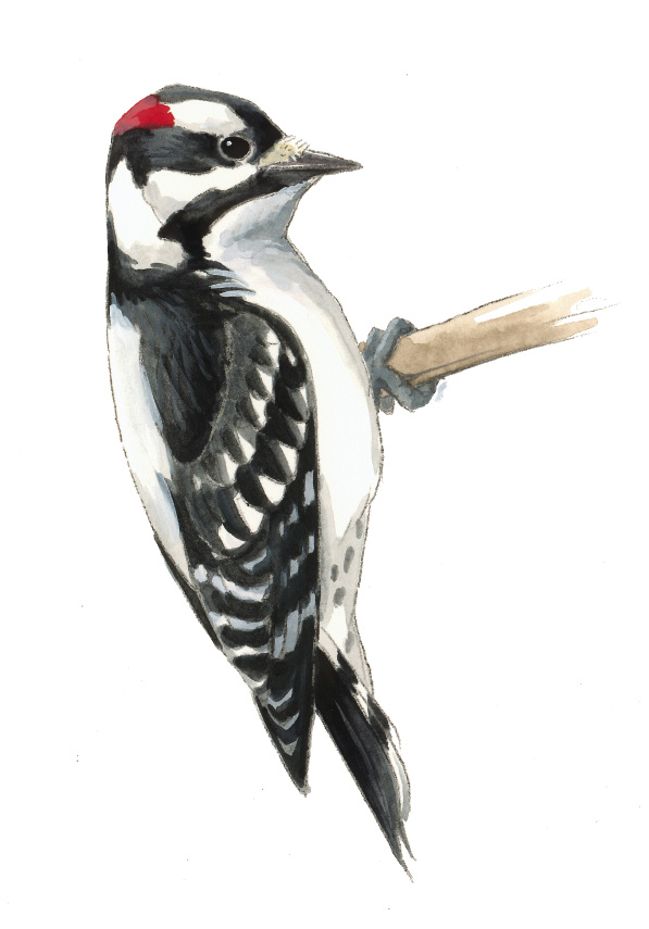 FL_Downy_Woodpecker.tif