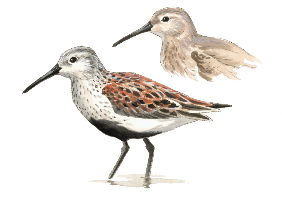 FL_Dunlin.tif