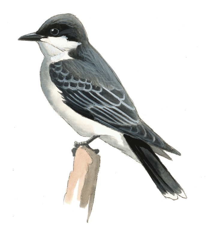 FL_Eastern_Kingbird.tif