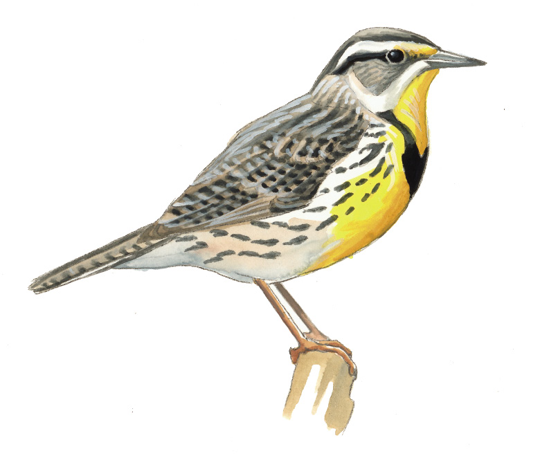 FL_Eastern_Meadowlark.tif