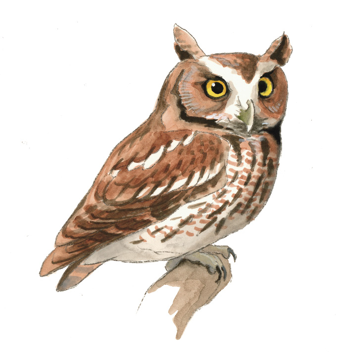 FL_Eastern_Screech_Owl.tif