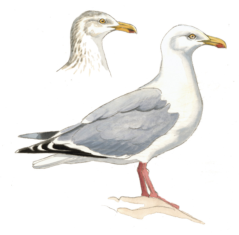 FL_Herring_Gull.tif