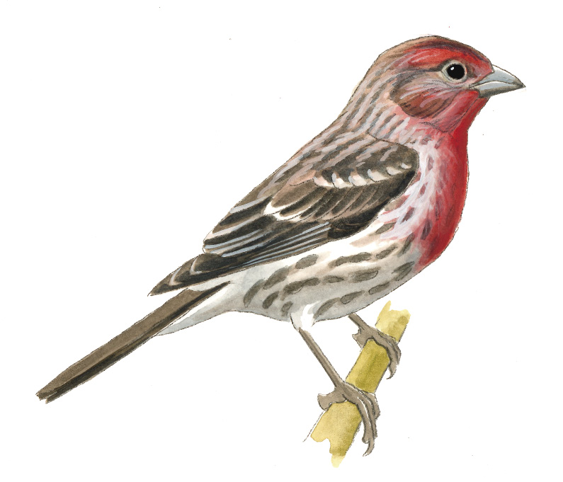 FL_House_Finch.tif