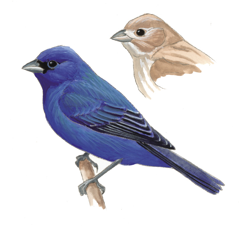 FL_Indigo_Bunting.tif