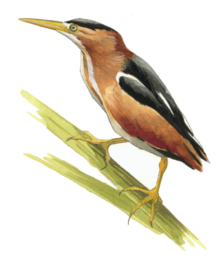 FL_Least_Bittern.tif