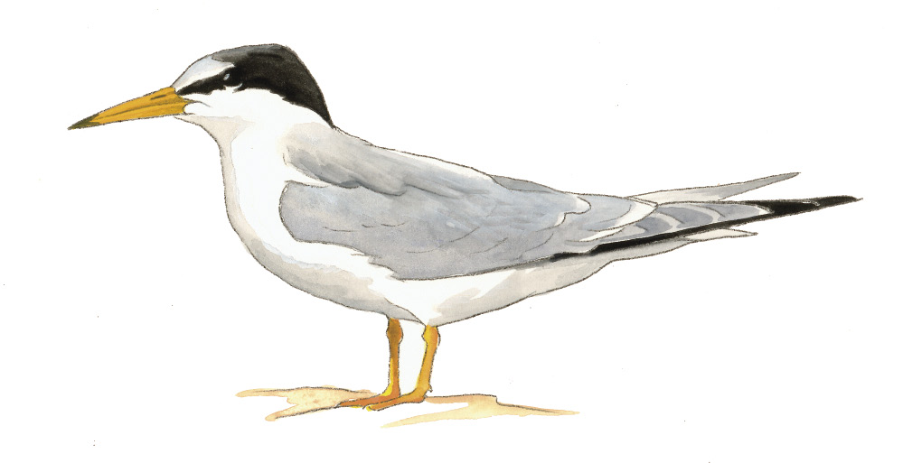 FL_Least_Tern.tif