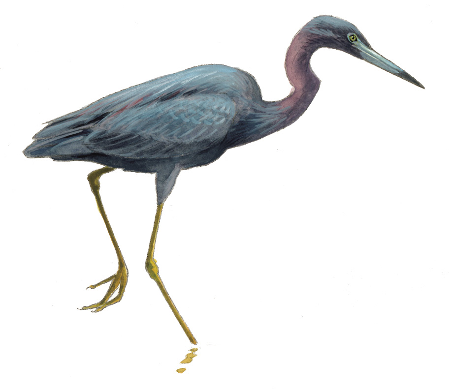 FL_Little_Blue_Heron.tif