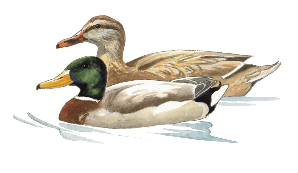 FL_Mallard.tif