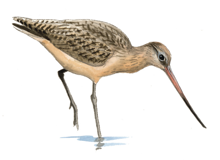 FL_Marbled_Godwit.tif