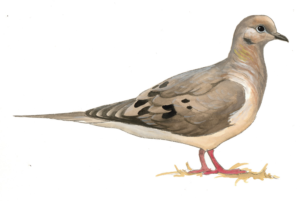 FL_Mourning_Dove.tif