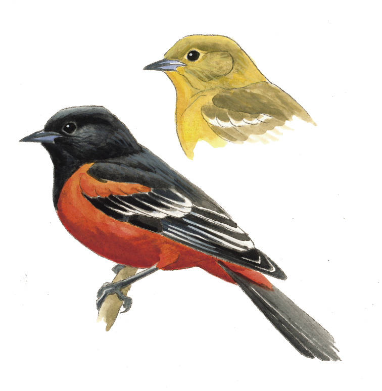 FL_Orchard_Oriole.tif