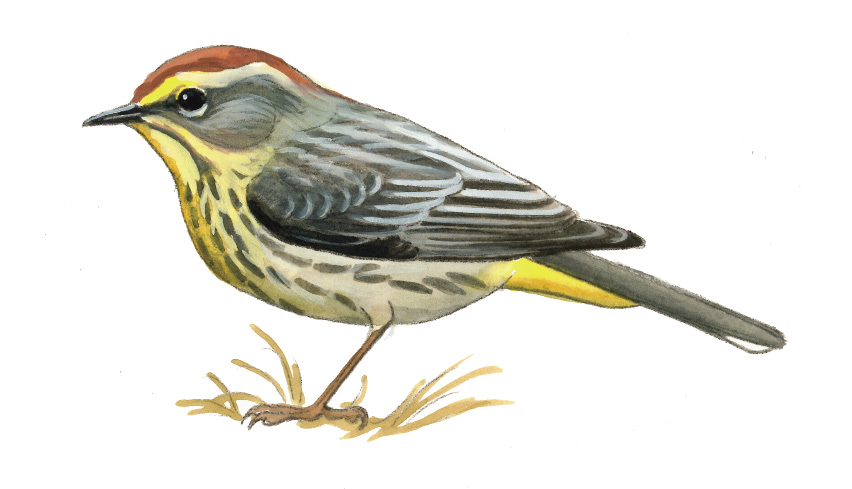 FL_Palm_Warbler.tif