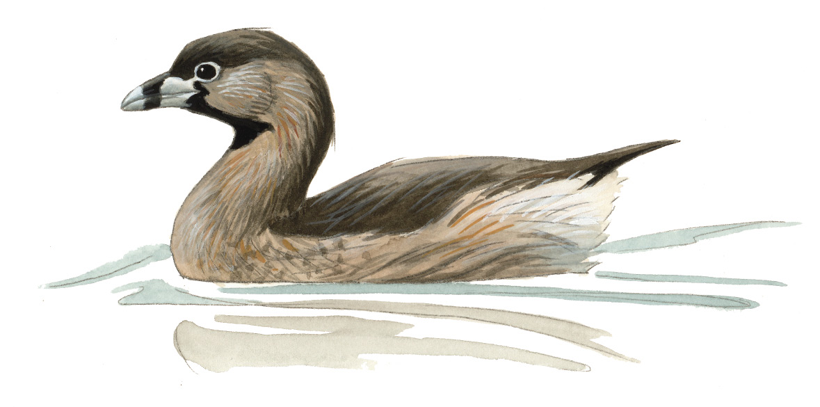 FL_Pied-billed_Grebe.tif