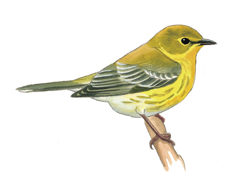 FL_Pine_Warbler.tif