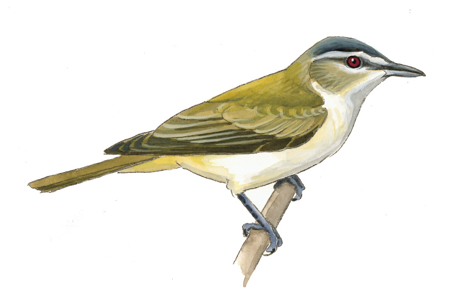 FL_Red-eyed_Vireo.tif