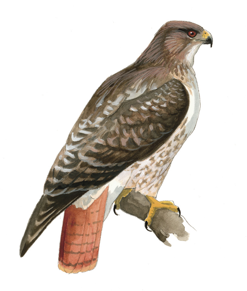 FL_Red-tailed_Hawk.tif