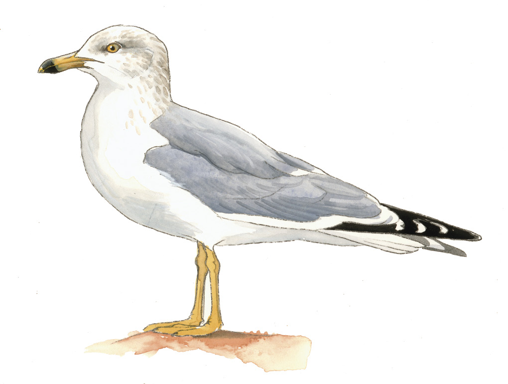 FL_Ring-billed_Gull.tif